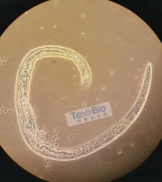 野生型秀丽隐杆线虫N2